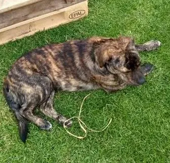 perro lost     Puma