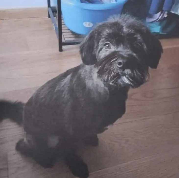 perro lost     Trosky