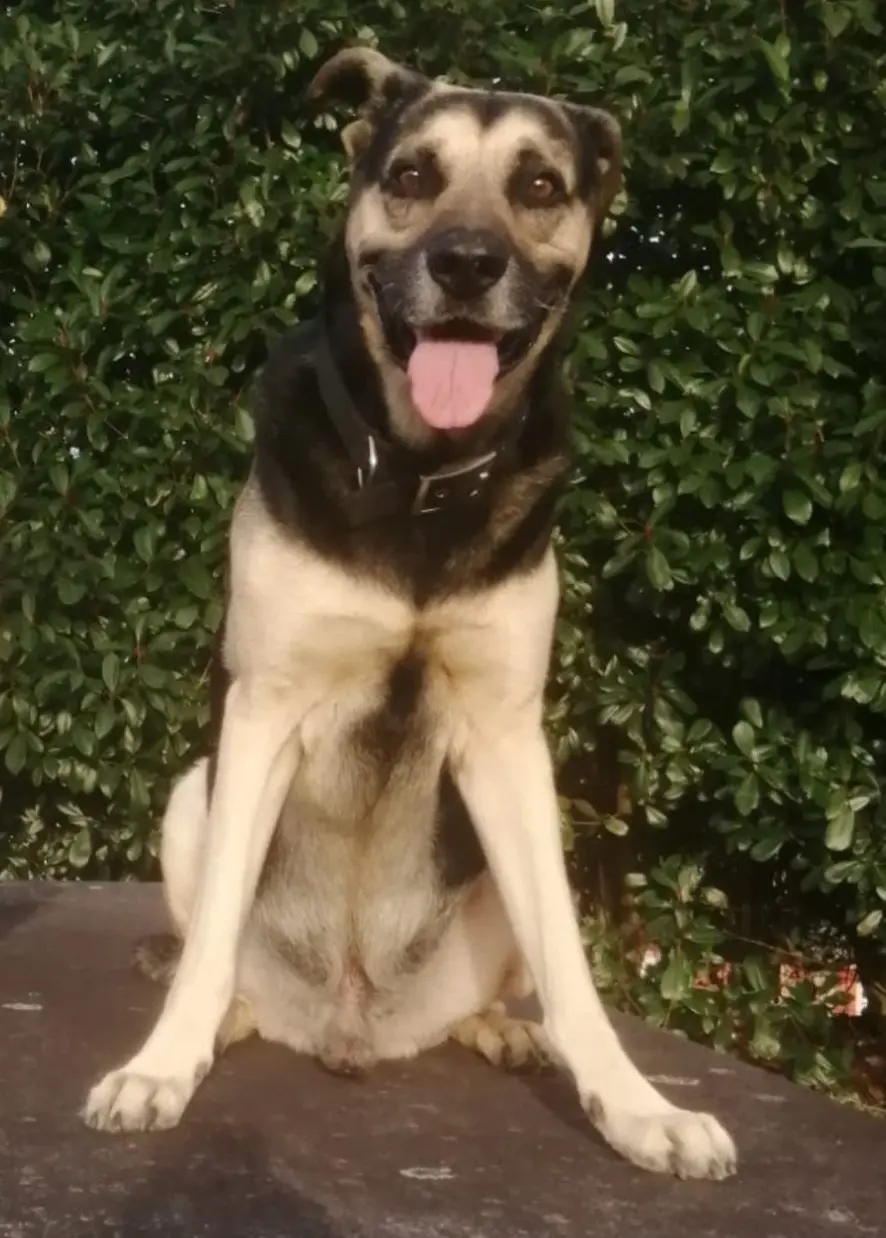 perro lost   36194  Yeiko