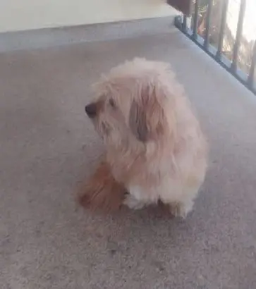 perro lost     Coco