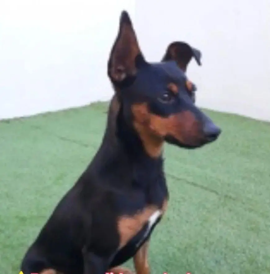 perro lost     Negrin
