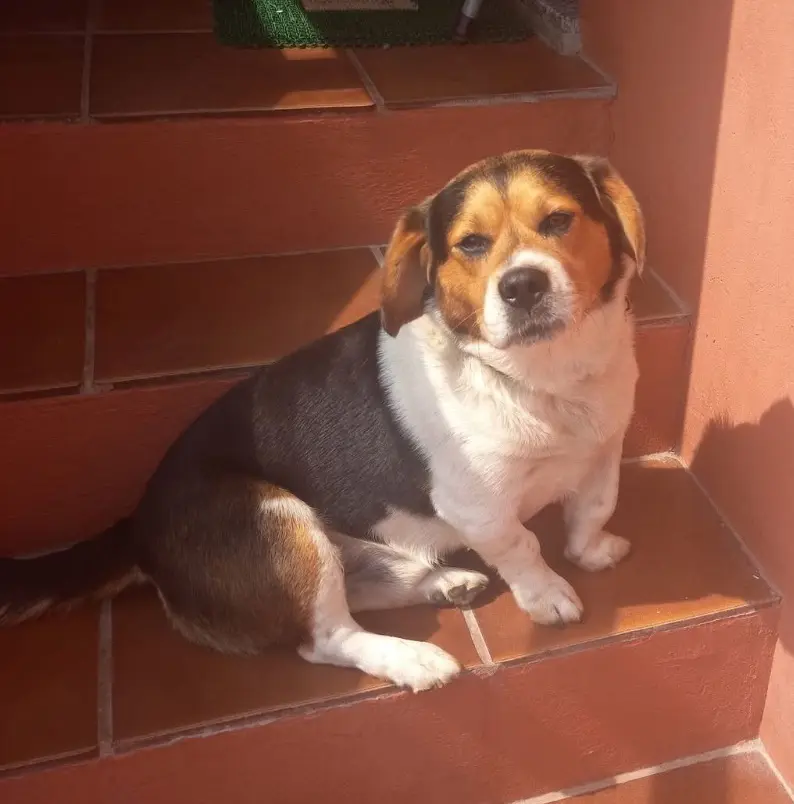 perro lost     Nose