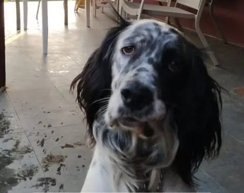 perro lost     Perro