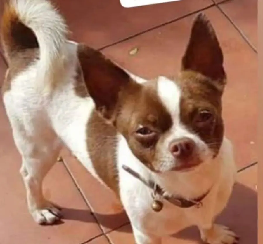 perro lost     Prins