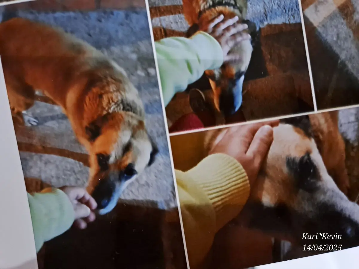 perro lost     Thor