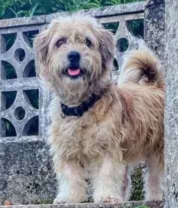 perro lost   36841  Tobi