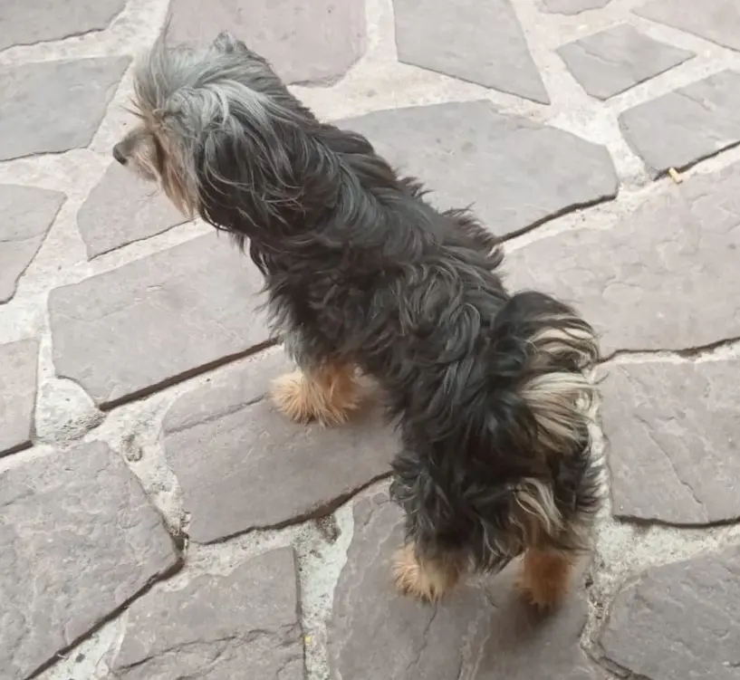 perro lost  Autovía Cantabria - Meseta 39460 Los Corrales de Buelna Chico
