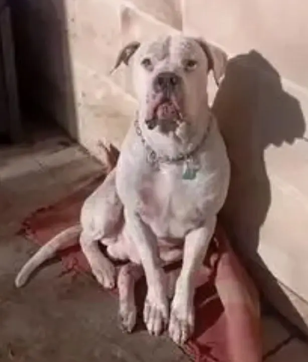perro lost    Cillorigo de Liébana Perro