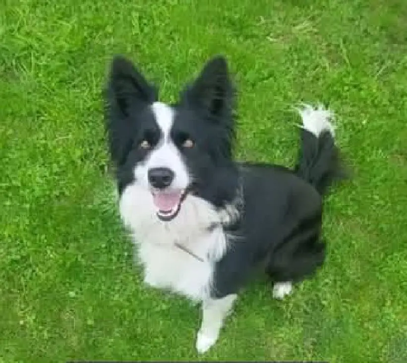 perro lost  Autovía Cantabria - Meseta 39460 Los Corrales de Buelna Jano