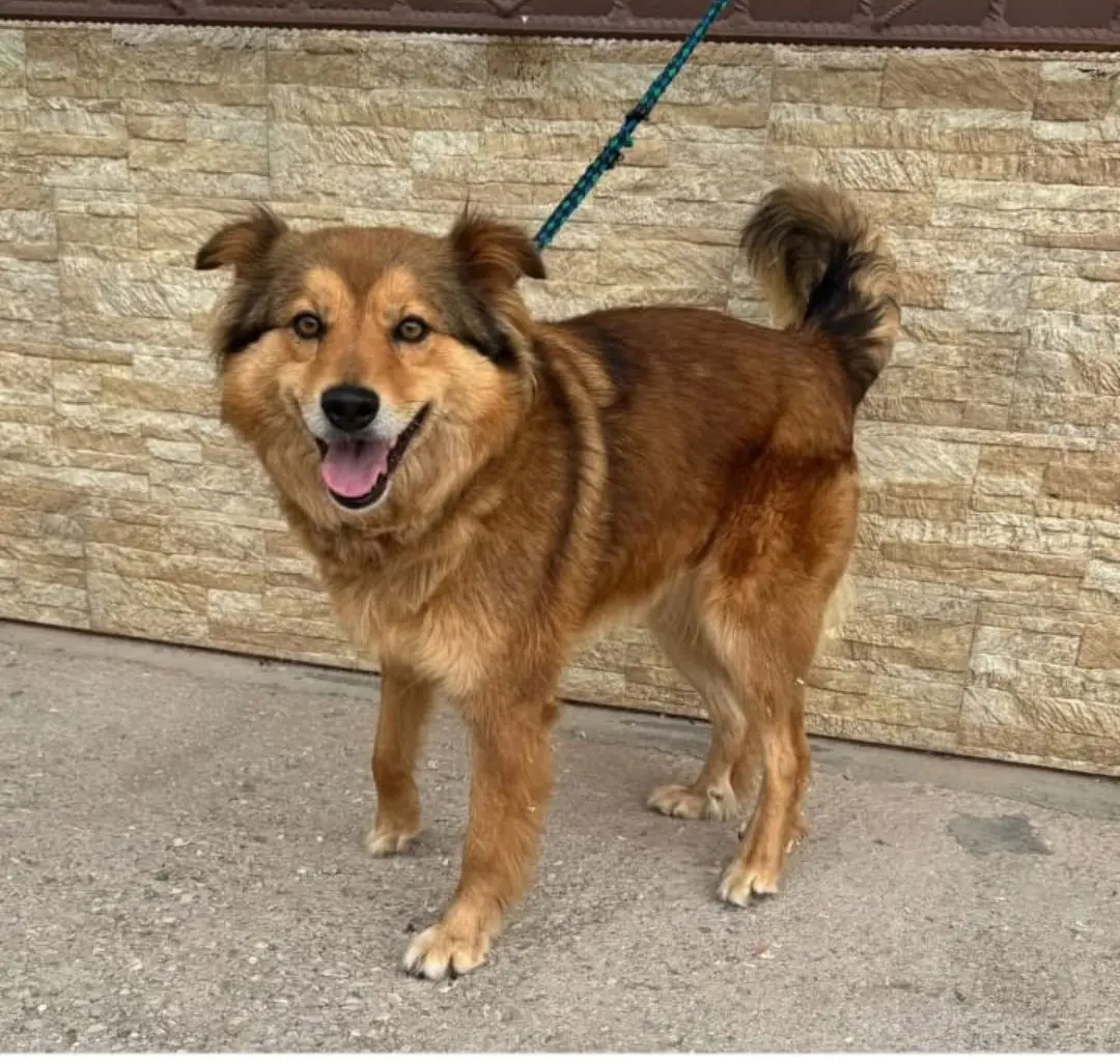 perro lost 35 Avenida del Besaya 39300 Campuzano Perro torrelavega
