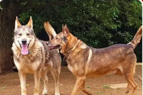 perro lost  Autovía Cantabria - Meseta 39460 Los Corrales de Buelna Romulo et remo