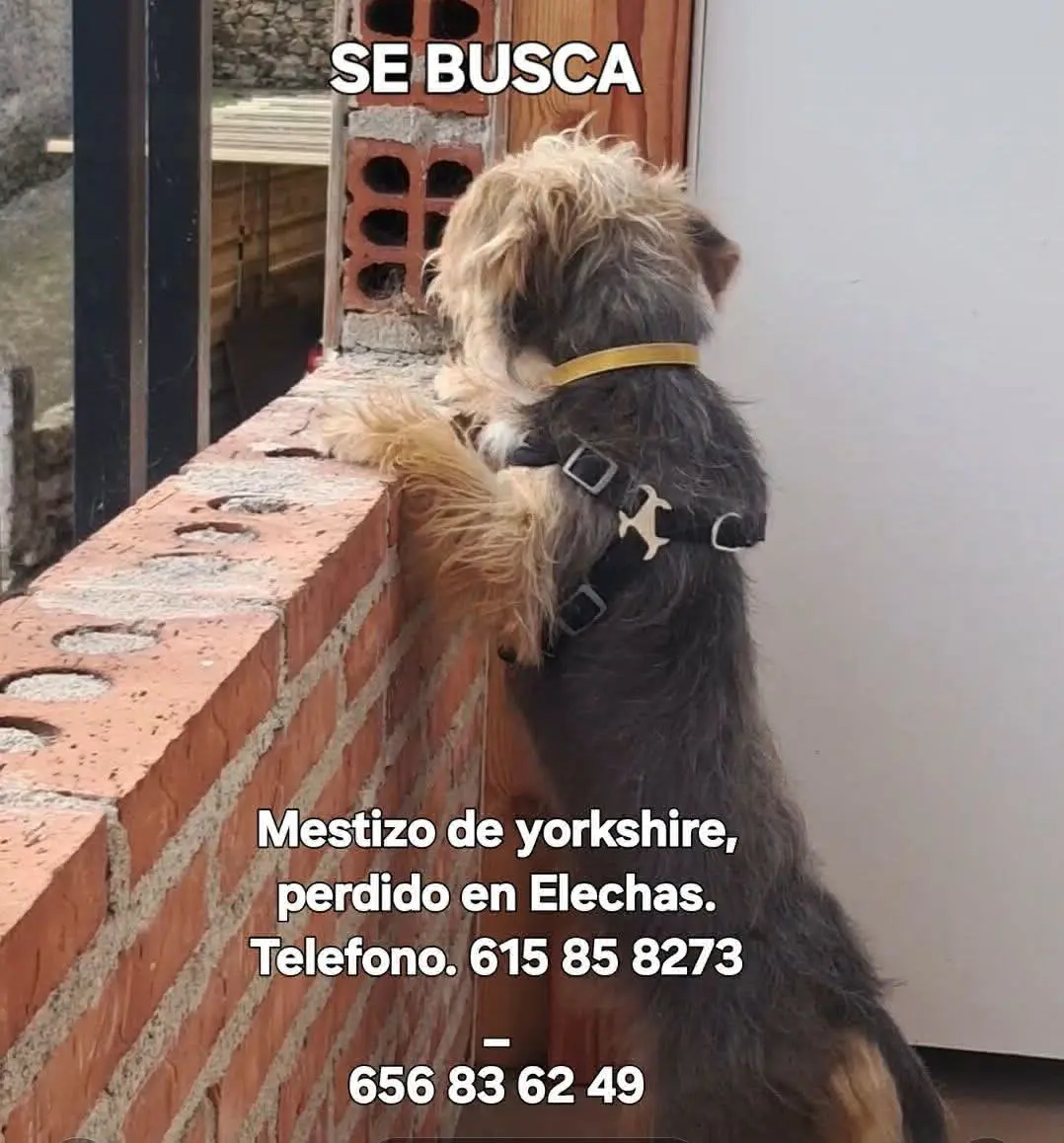 perro lost    Santander Elechas sin nombre
