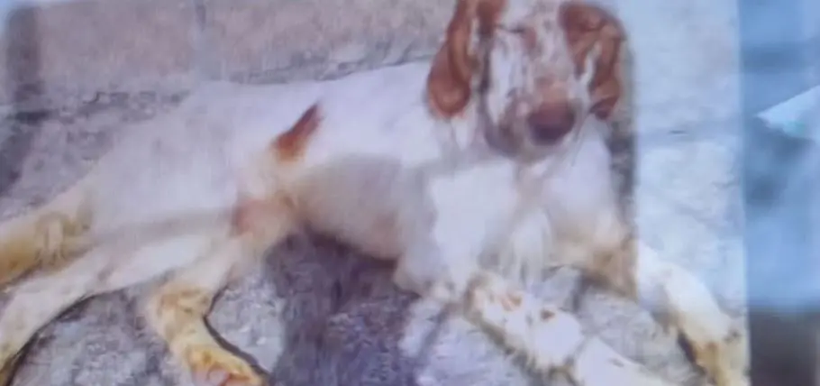 perro lost  Autovía Ronda de la Bahía de Santander 39011 Peñacastillo Jai