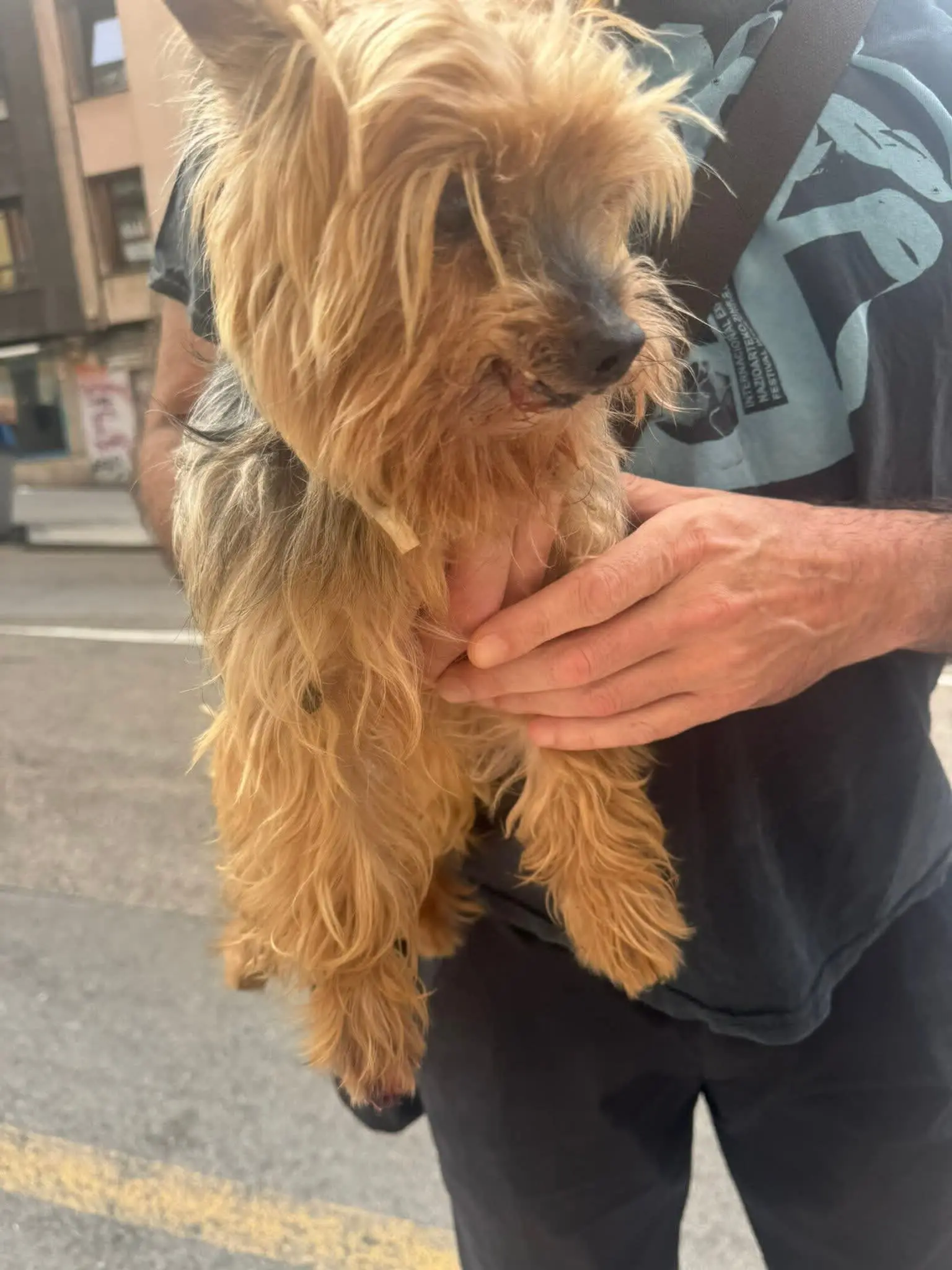 perro lost    Santander Pañal rio de la pila