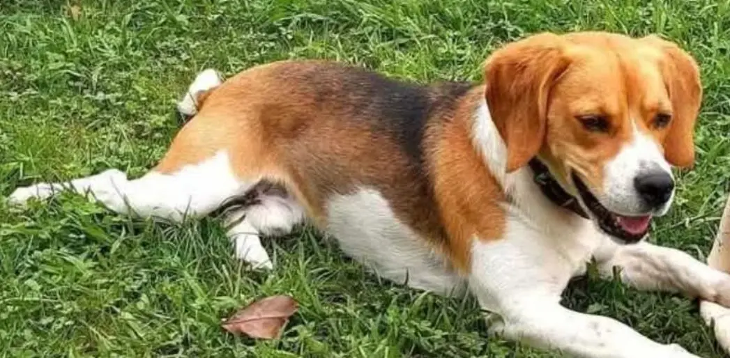 perro lost  Autovía Ronda de la Bahía de Santander 39011 Peñacastillo Perro