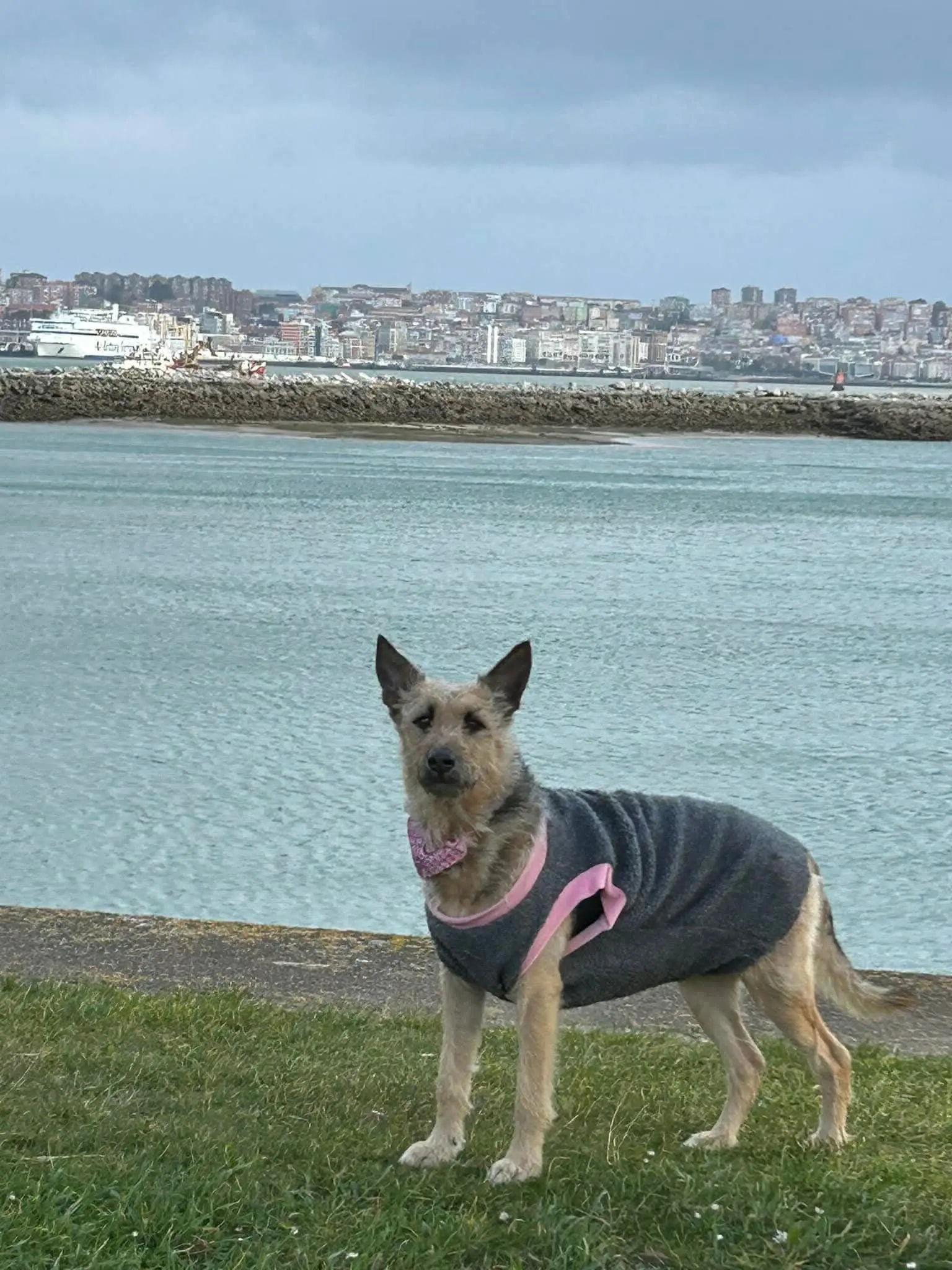 perro lost    Santander Perro raos