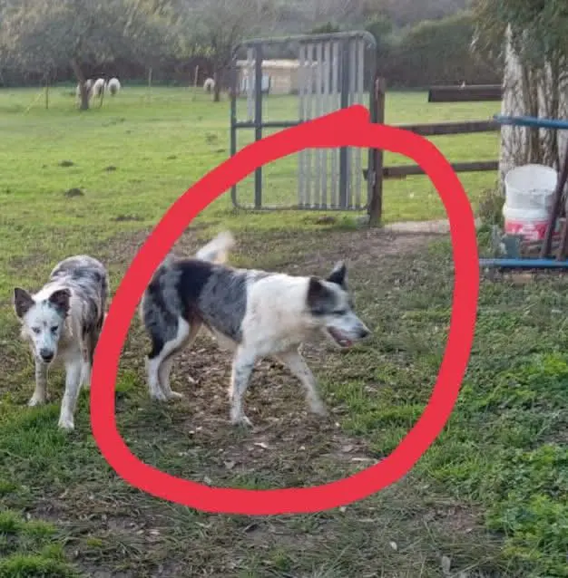 perro lost  Avenida Trasmiera 39197 Argoños Vela