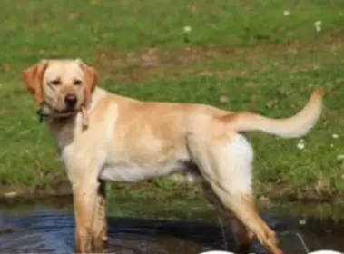 perro lost   41880 El Ronquillo Faco