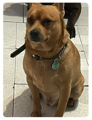 perro lost   41920 San Juan de Aznalfarache Nicky