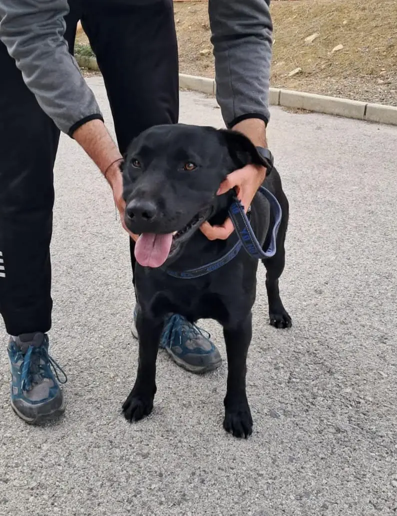 perro lost    Séville Labrador