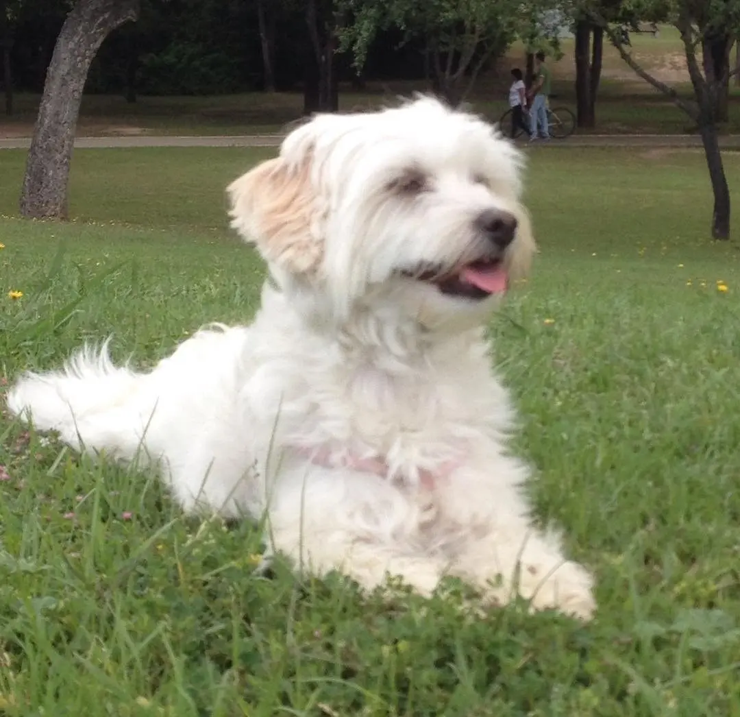 perro lost    Séville Luna