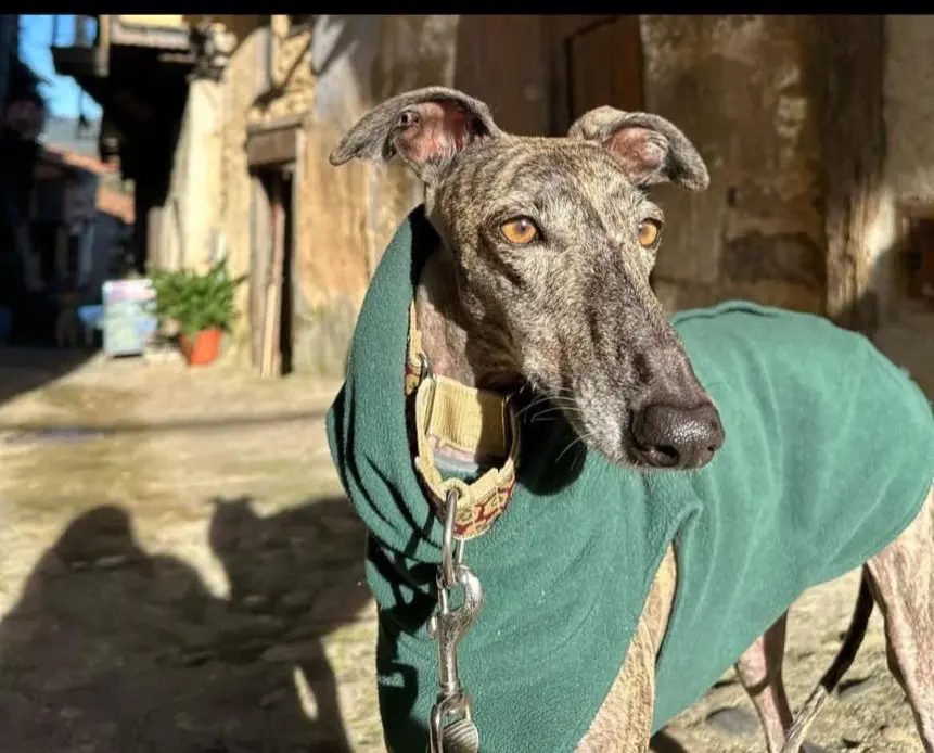 perro lost    Séville Miel