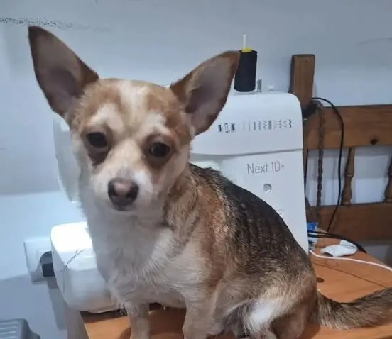 perro lost    Séville Simba