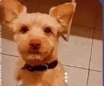 perro lost    Bernardos Canelo