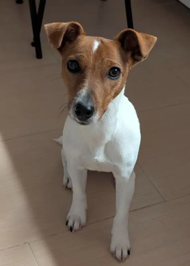 perro lost    Brieva Finn
