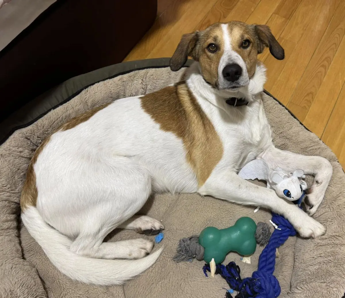 perro lost    Caballar Lucas