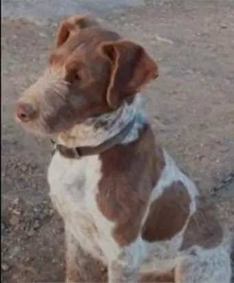 perro lost    Caballar Perro