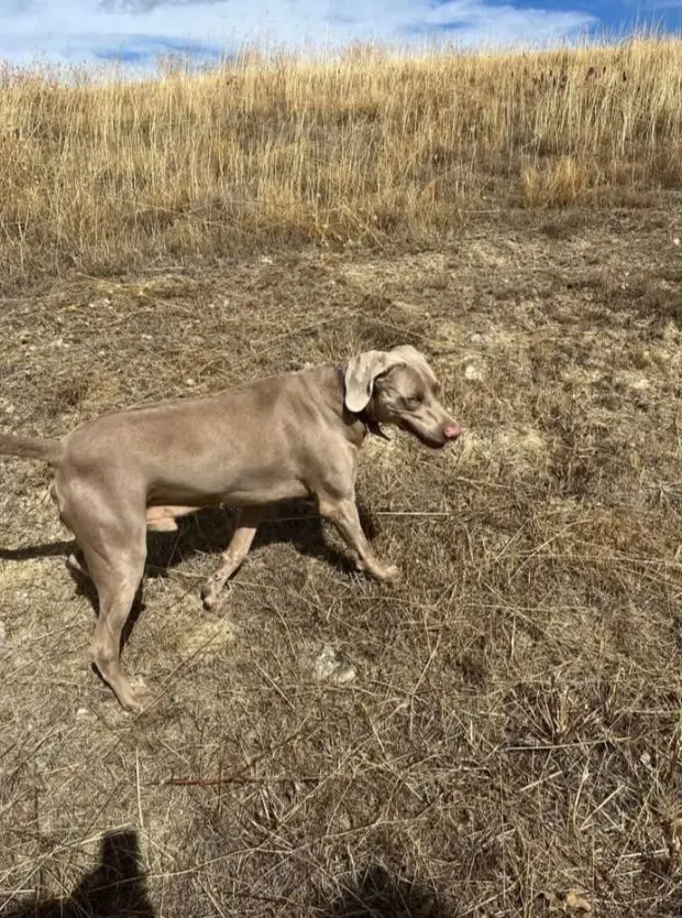 perro lost    Fuentepiñel Perro