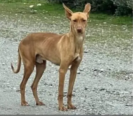 perro lost    El Espinar Raton