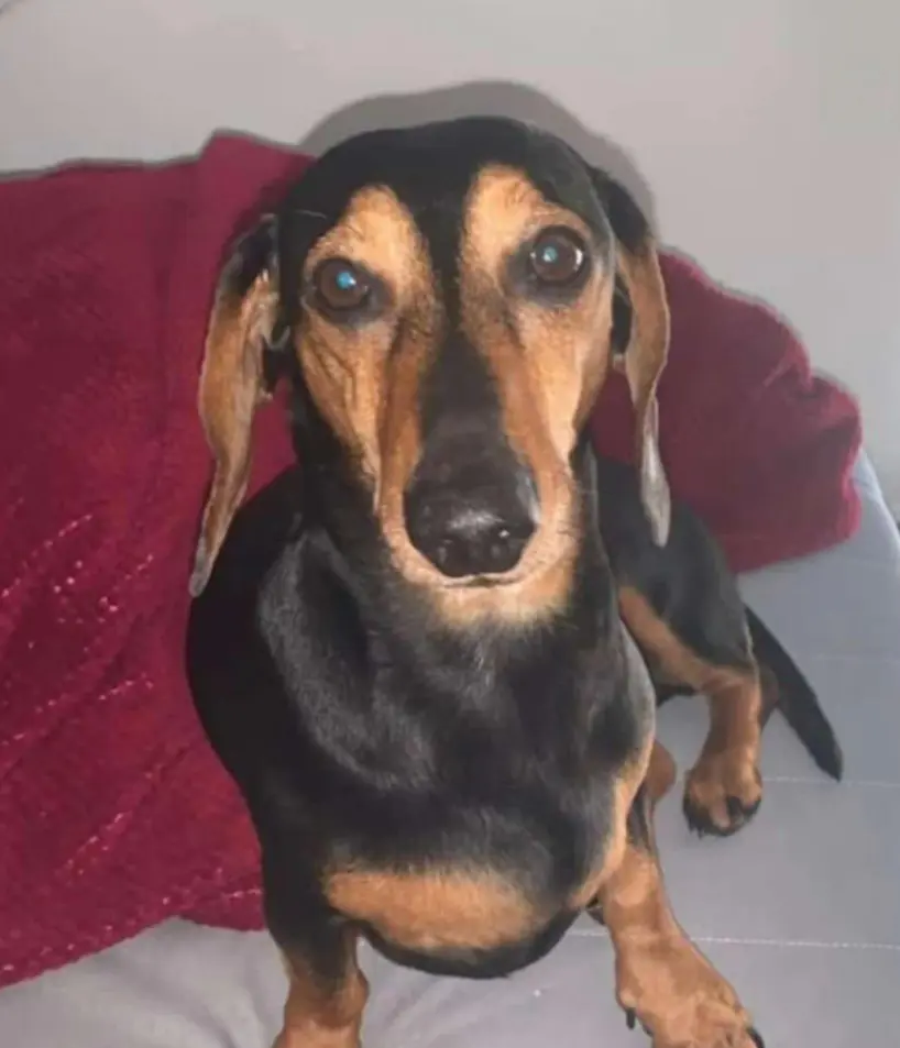 perro lost   20550 Aretxabaleta Basilio