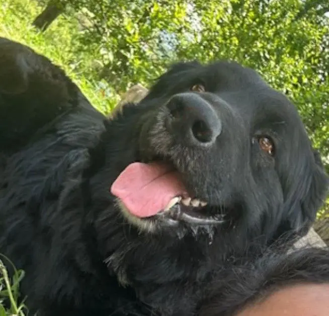 perro lost   20130 Urnieta Beltza