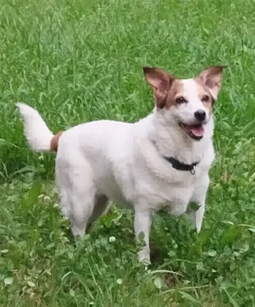perro lost   20160 Lasarte-Oria Laika