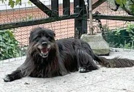 perro lost   20130 Urnieta Lur
