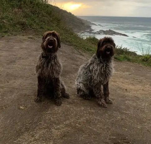 perro lost    Irun Sua y eder