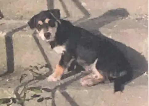 perro lost   20400 Tolosa Tachi