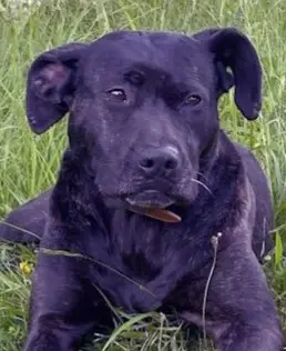 perro lost   20720 Azkoitia Ikatz