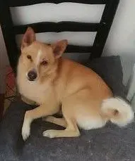 perro lost    Calafell Bartolo