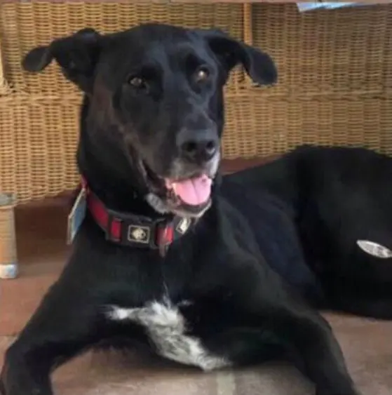 perro lost    Calafell Darth