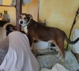 perro lost   43716 Albinyana Isis