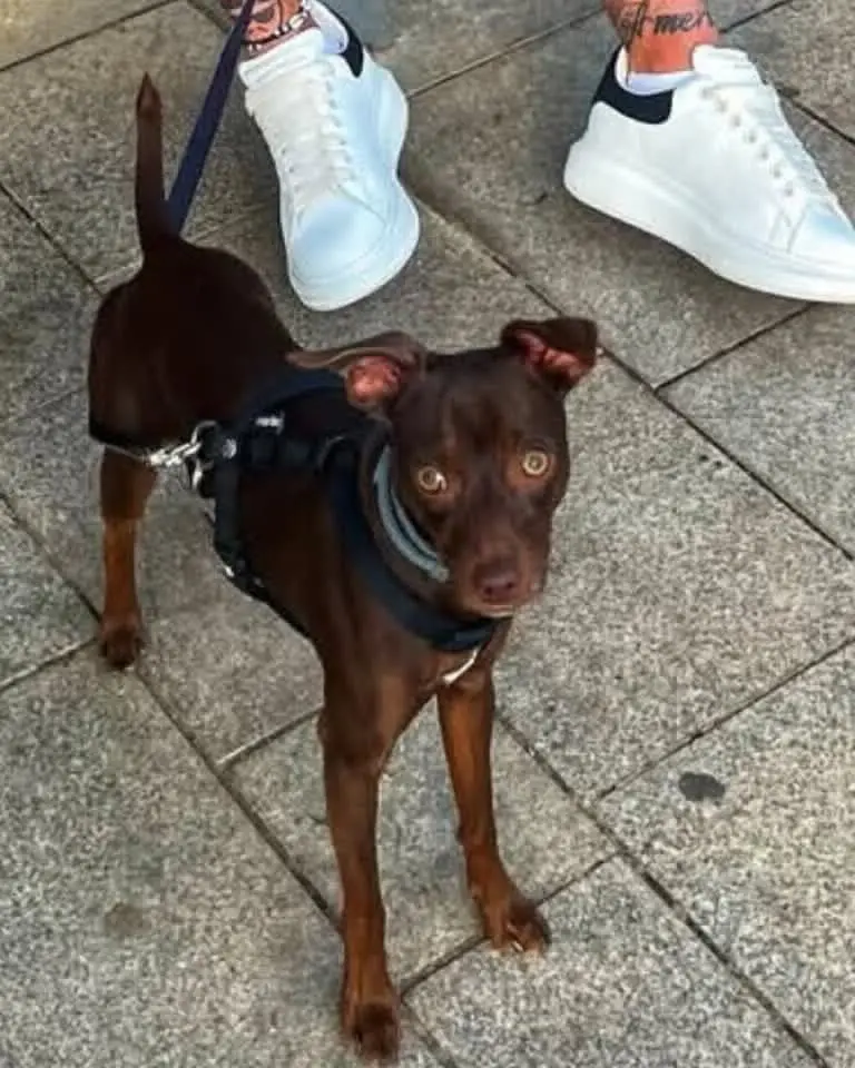 perro lost    el Vendrell Thanos