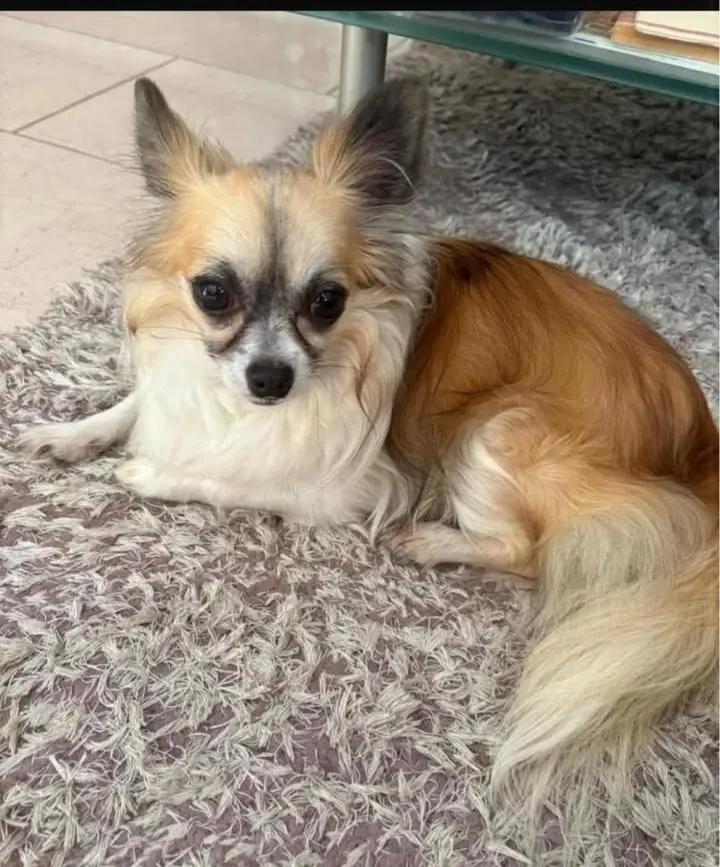 perro lost   43320 Pratdip Cookie