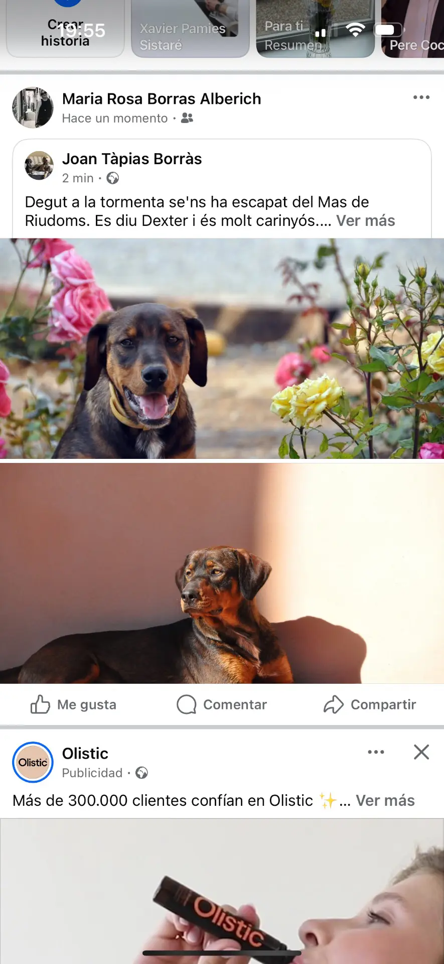 perro lost   43330 Riudoms Dexter