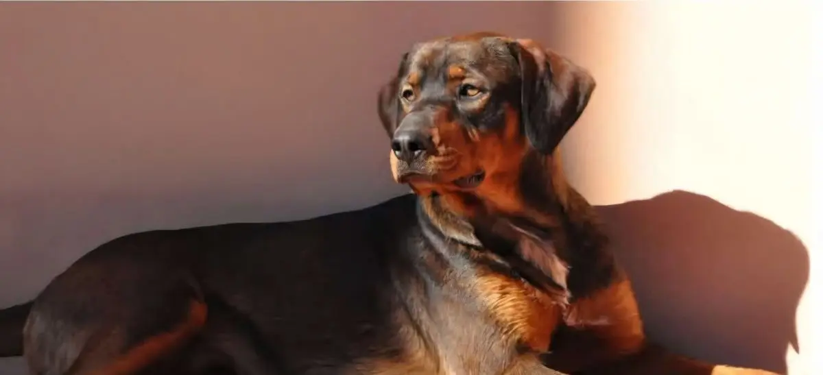 perro lost   43330 Riudoms Dexter