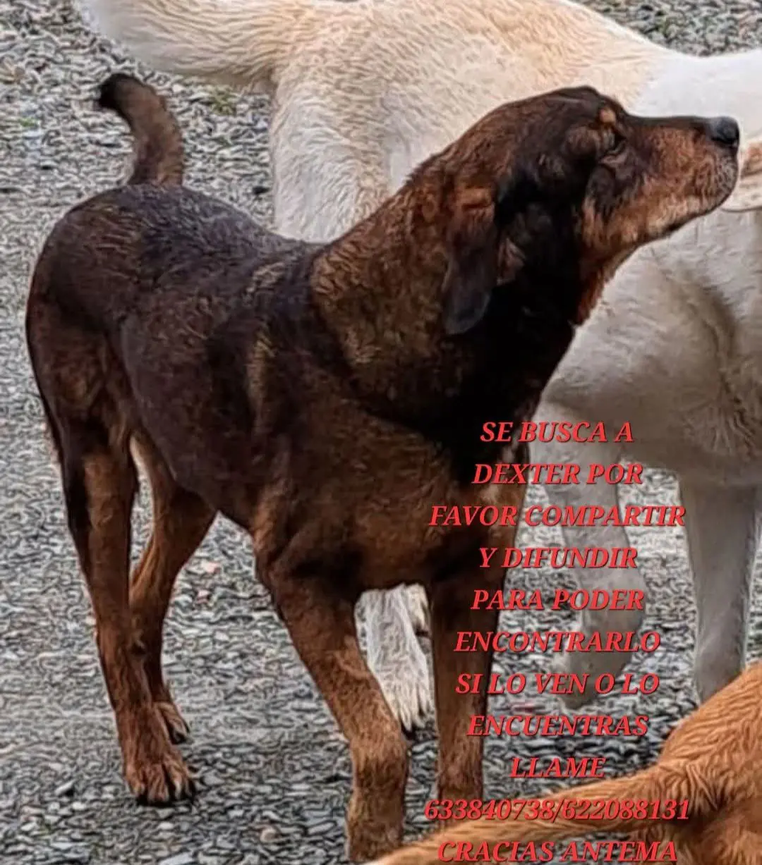perro lost   43330 Riudoms Dexter