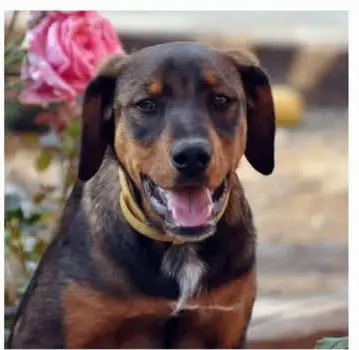 perro lost   43330 Riudoms Dexter