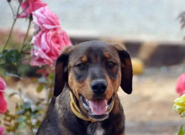 perro lost   43330 Riudoms Dexter